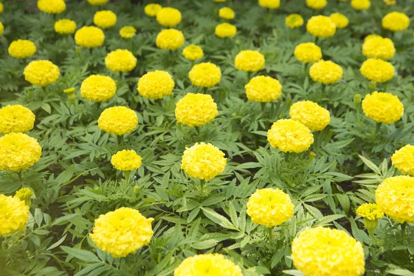 Желтые цветы, фон — стоковое фото