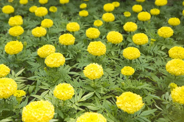 黄色の花の背景 — ストック写真