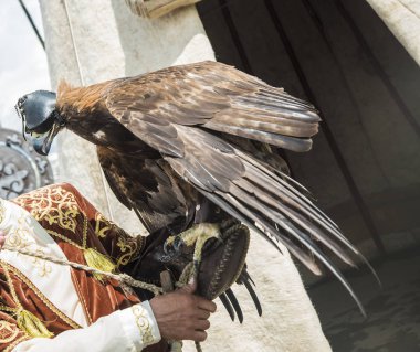 Bozkır kartalı bir yandan Trainer 