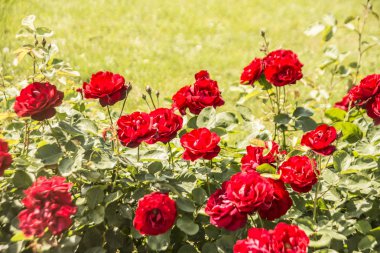 Central Park'ta kırmızı gül 