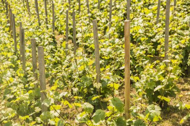  üzüm asma satırları