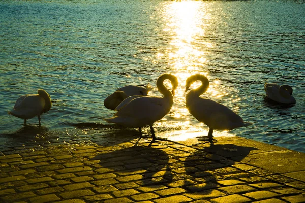 Cisnes contra a textura da água . — Fotografia de Stock