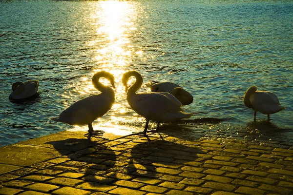 Swans against water texture. — Stock Photo, Image