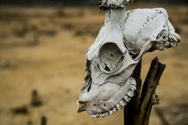 Crâne d'animal sauvage — Photo
