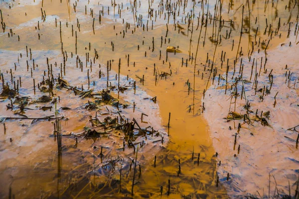 Yellow or orange land on wet grass — Stock Photo, Image