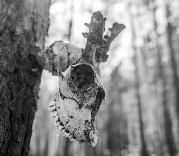 Totenkopf von Wildtieren — Stockfoto