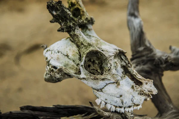 Divokých zvířat lebka — Stock fotografie