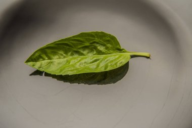 taze fesleğen yaprağı