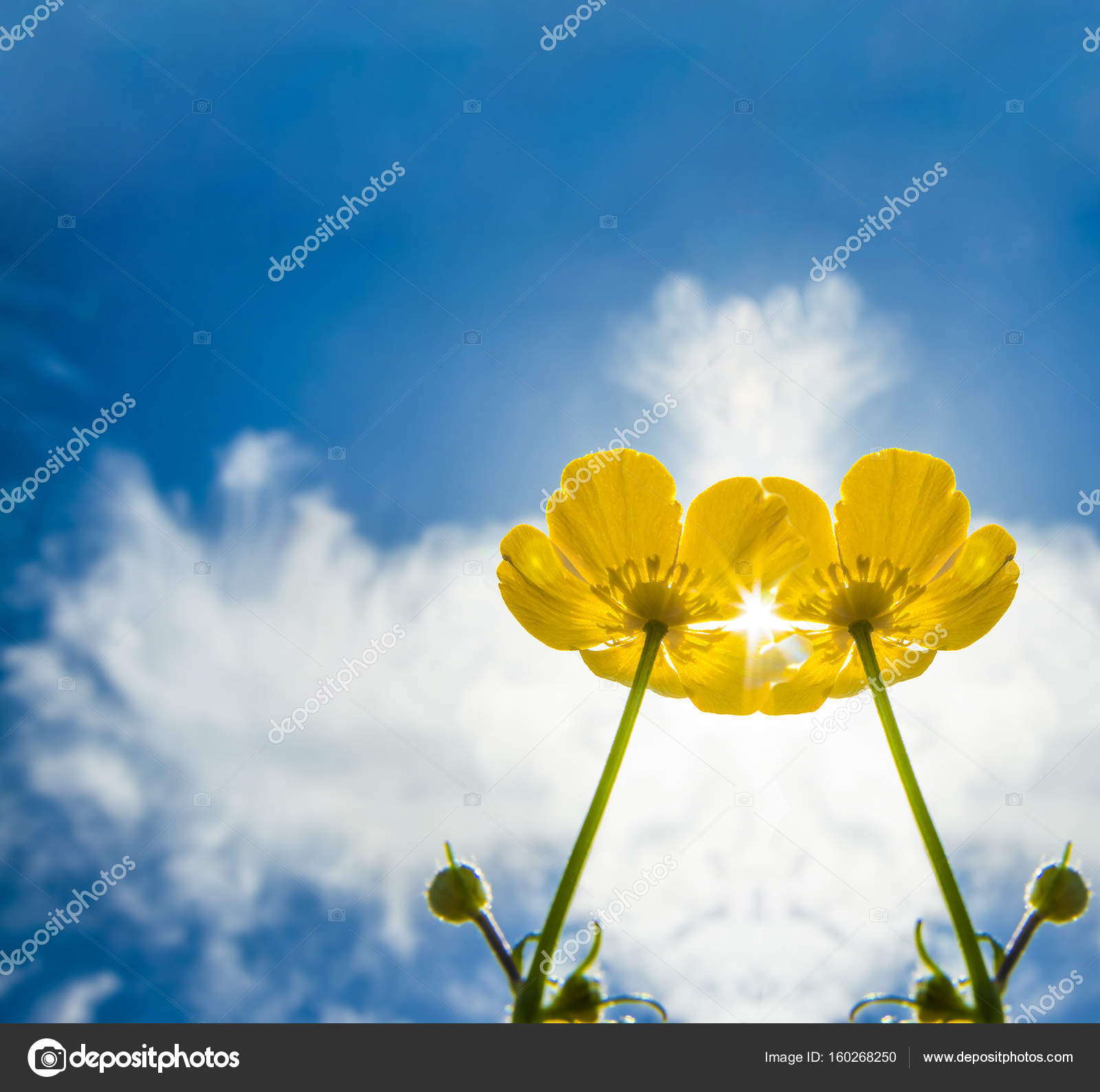 Campo de primavera flores amarillas: fotografía de stock © borjomi88  #160268250 | Depositphotos