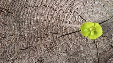 Taze bitki ağaç kütüğü üzerinde büyüyen.