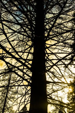 Yalnız ölü ağaç. 