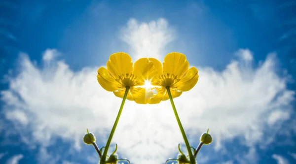 Primavera campo flores amarelas — Fotografia de Stock