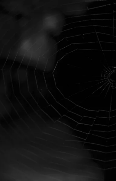 spider web on the dark background.