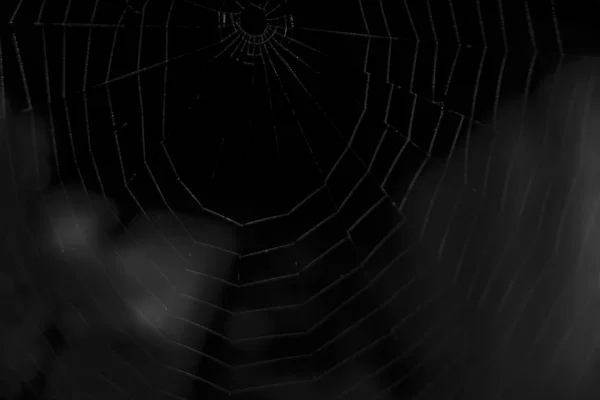 spider web on the dark background.