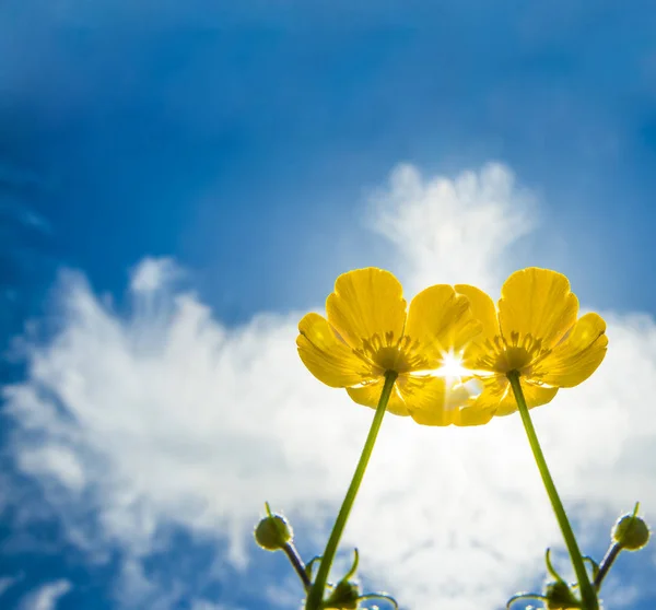 Primavera campo flores amarelas — Fotografia de Stock