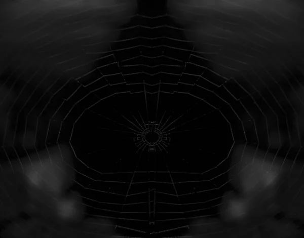 Teia de aranha no fundo escuro . — Fotografia de Stock