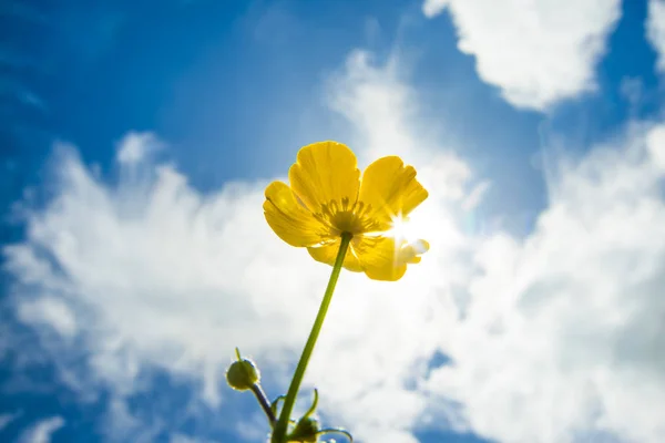 黄色の花畑 — ストック写真