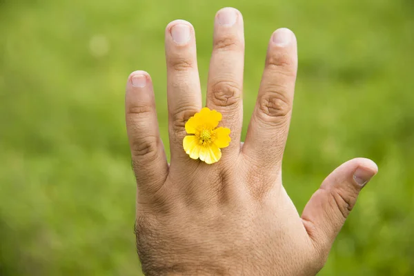 Flor de verano entre los dedos — Foto de Stock