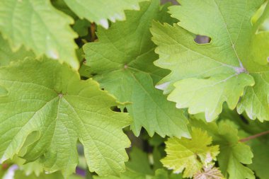 arka planı yeşil yaprak