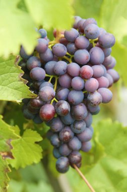 Olgun üzüm asılı 