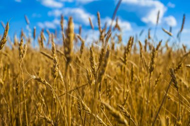 buğday kulaklarını gökyüzü.  
