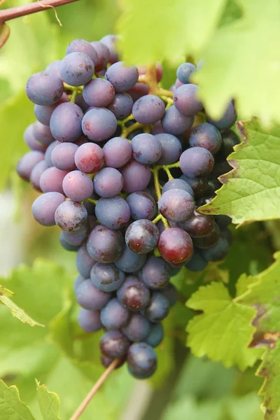 Ripe grapes hanging — Stock Photo, Image