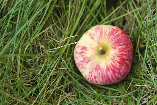Elma taze yaz yeşil çimenlerin üzerinde — Stok fotoğraf