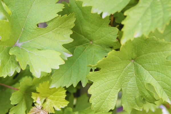 Sfondo di foglie di uva verde — Foto Stock