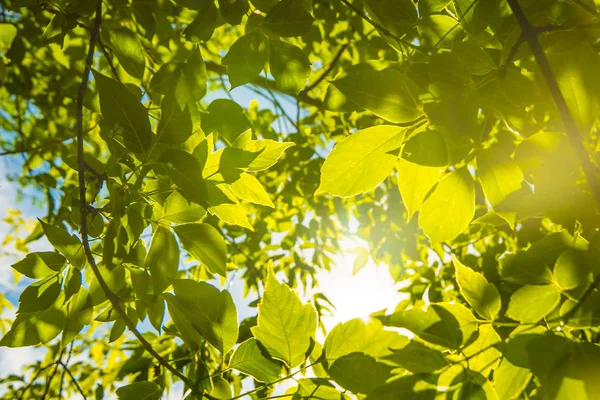 Green leaves on blue sky background. — Stock Photo, Image