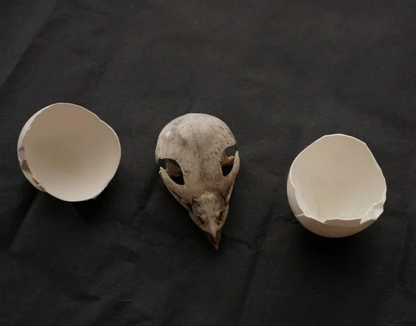 Cráneo de pájaro entre huevo roto — Foto de Stock