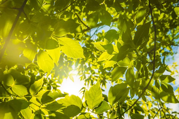 Green leaves on blue sky background. — Stock Photo, Image