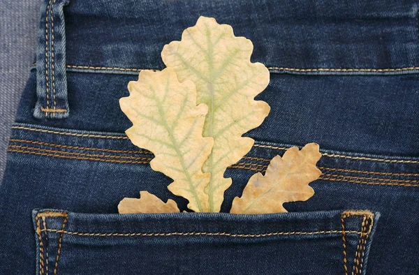 Oak leaves in a pocket — Stock Photo, Image