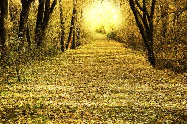 eski kayın ağacı ile orman