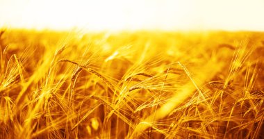 buğday kulaklarını günbatımı