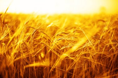 buğday kulaklarını günbatımı