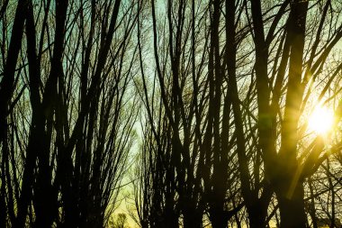 silhoueetes ağaç gövdeleri