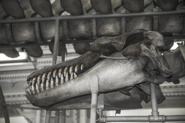 Bir müze fosilleşmiş dinozor iskeleti. Tyrannosaurus Rex kafatası. t-rex