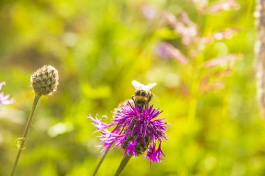  Büyük Knapweed çiçek arıya. 