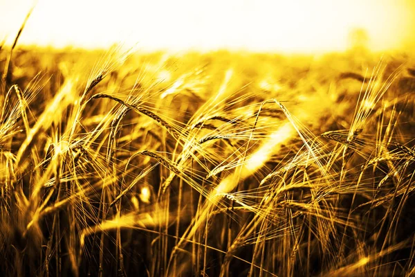 buğday kulaklarını günbatımı