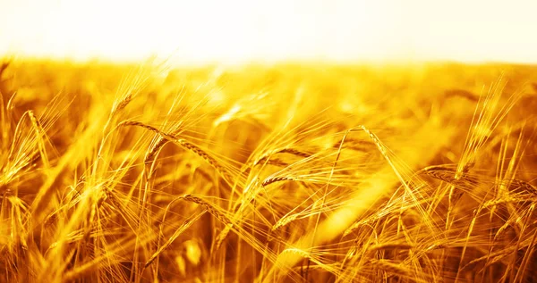 buğday kulaklarını günbatımı