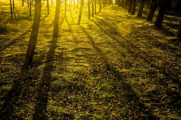 Ağaç gölgeleri günbatımı ışınları ile