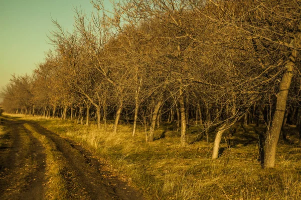 País estrada terrestre com árvores — Fotografia de Stock
