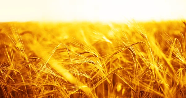 buğday kulaklarını günbatımı