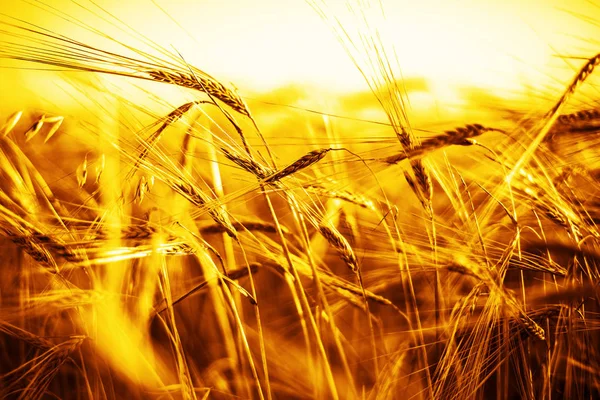 Buğday kulaklarını günbatımı — Stok fotoğraf