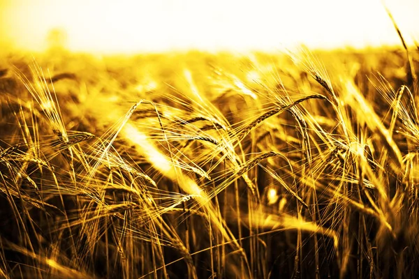 buğday kulaklarını günbatımı