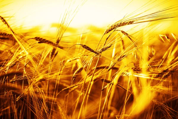 Wheat ears over sunset — Stock Photo, Image