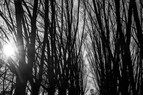 Silhuetas de troncos de árvore — Fotografia de Stock