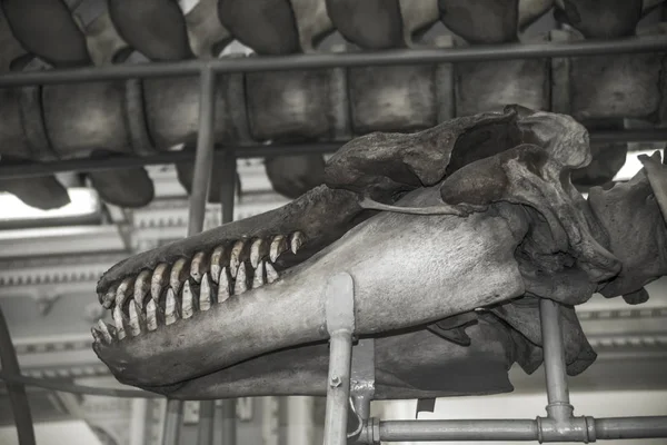 Bir müze fosilleşmiş dinozor iskeleti. Tyrannosaurus Rex kafatası. t-rex