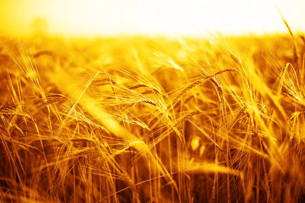 buğday kulaklarını günbatımı