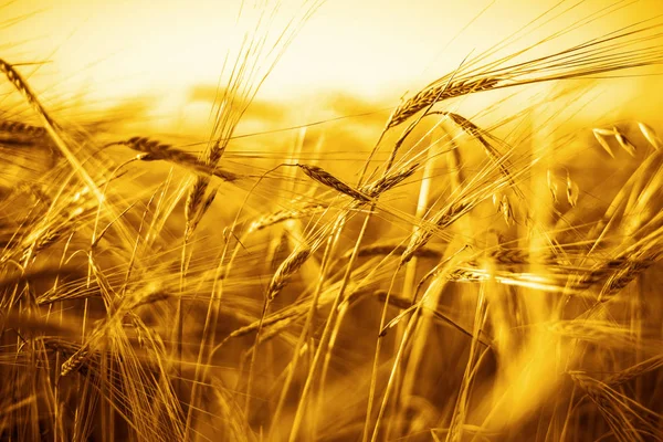 小麦幼穗在日落 — 图库照片